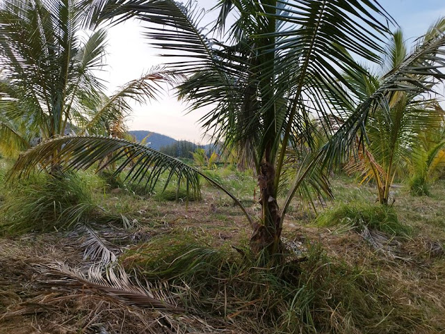 ขายที่ดินพร้อมสวนมะพร้าว 7 ไร่กว่า อำเภอกุยบุรี จังหวัดประจวบคีรีขันธ์ ในตำบลสามกระทาย โทร 081-011-7012